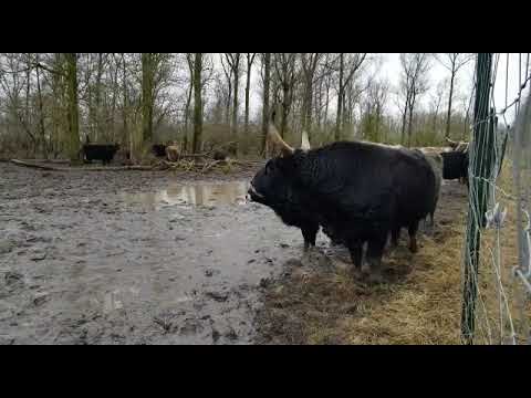Heckrund stier roept zijn kudde, Oostvaarders Plassen, Nationaal Park Nieuw Land