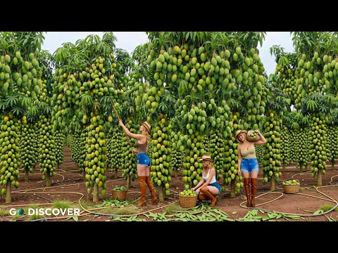 Farming Documentary | How Do Australian Farmers Grow and Harvest Thousands of Tons of Mangoes?