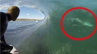 The Ocean&#39;s Most FEROCIOUS Animals!