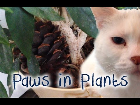 How to Keep Pets From DIGGING in Your House Plants