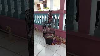 Download lagu saut sautan jalak kebo ombyokan baru dua hari beli mp3