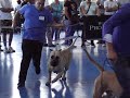 Dogo Canario - I Muestra Razas Autóctonas Valsequillo 2013 - 2