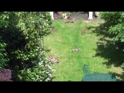 6 Fox Cubs in our Garden!!