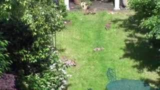 6 Fox Cubs in our Garden!!
