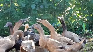 Download lagu Suara Itik Bikin Anak Cepat Tidur (Bebek Berenang, Potong Bebek Angsa) mp3 Download lagu Suara Itik Bikin Anak Cepat Tidur (Bebek Berenang, Potong Bebek Angsa) mp3