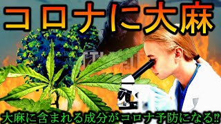 【ホント⁉】コロナの予防に大麻が良いって研究が発表されたらしい【BF5】
