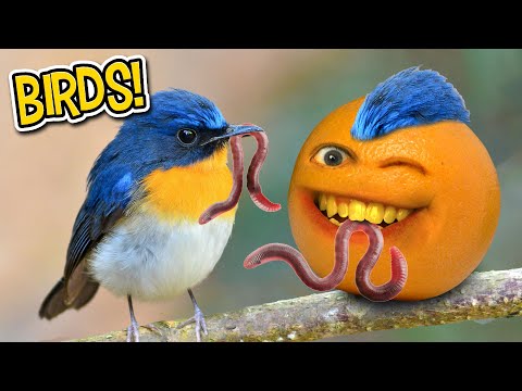 鳥類超級切割！! (Bird Supercut!!)
