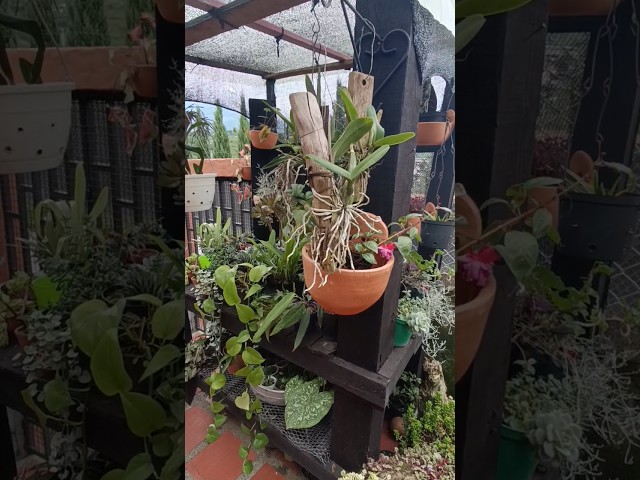 Vídeo relacionado con Flores de invernadero