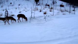 Mountain Feeder Fri Mar 8 18:25:12 GMT-0500 2013