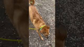 Video preview image #1 Mutt Puppy For Sale in Sandy, UT, USA