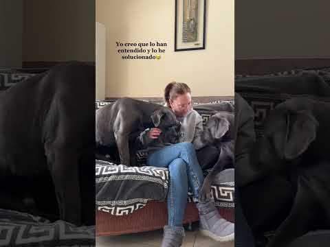 Crisis matrimonial🤦‍♀️ #shortsyoutube#shorts#doglover#lovedogs#dogshorts#shortsvideo#shortsviral