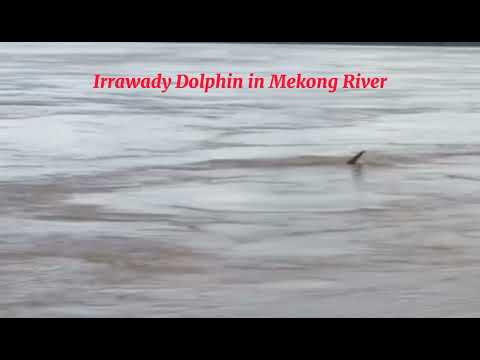 Visitando o Ecoturismo Kampi para observar os Golfinhos do Irrawaddy no Rio Mekong, Kratie, Camboja.