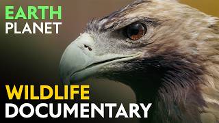 Garden of the Gods: Mediterranean Pine Forest and Coastal Wildlife | Jungle Planet