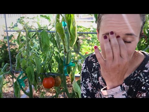 Diagnosing Bacterial Wilt In Tomatoes | What's Wrong With My Plants?