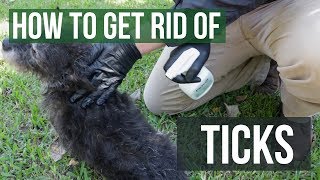 How to Get Rid of Ticks (4 Easy Steps)
