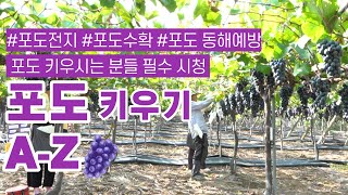 [포도 이야기] 이원희 MBA Chapter1 포도 마스터(신지식농업인)가 알려주는 봄철 포도농사 관리법(전…
