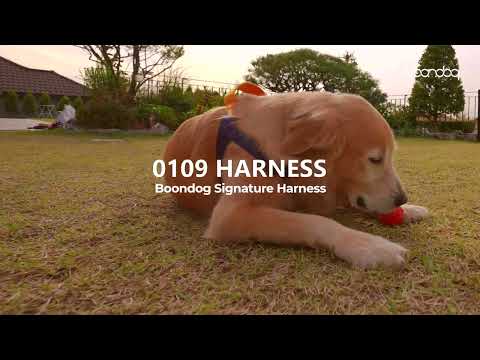 #분독 #분독하네스 #강아지하네스 0109하네스 착용방법  How to Wear the 0109 Harness