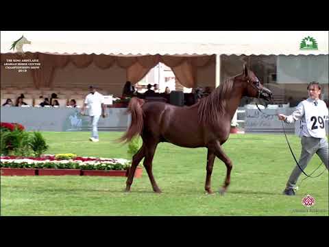 N 293 ASALY ALSAWARY   KAAHC 2019   Colts 2 Years Old Class 8B