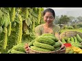 Harvesting Giant Wild Bitter Melon To Sell At The Market Ma Thi Hieu Highlands Homestead Life