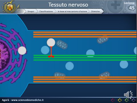 Histology 45 - Synapses