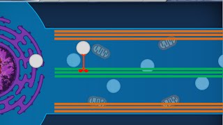 Istologia 45 - Sinapsi