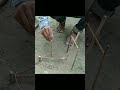 Bird Trap | Parrot Trap | Pigeon Trap | Trap For Bird #birds #trap #shorts