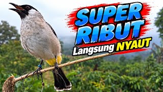Download lagu Suara Burung Kutilang Gacor Istimewa Untuk Masteran Dan Terbaik Untuk Pikat Cepat Direspon mp3 Download lagu Suara Burung Kutilang Gacor Istimewa Untuk Masteran Dan Terbaik Untuk Pikat Cepat Direspon mp3