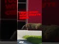 Groundhog Day At The Canadian Grand Prix! ??? #Shorts