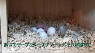 久々の更新&🐣