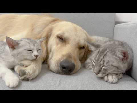 YouTube 썸네일