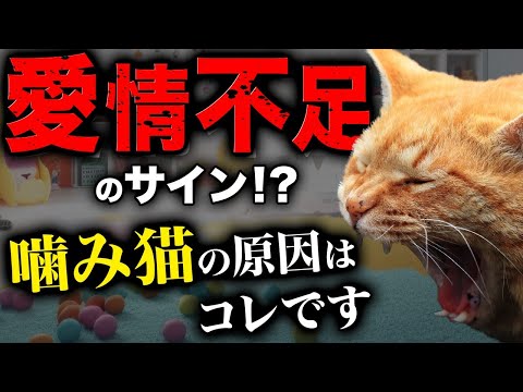 猫がケーブルを噛まないようにするためのヒント