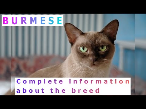 Burmese. Pros and Cons, Price, How to choose, Facts, Care, History