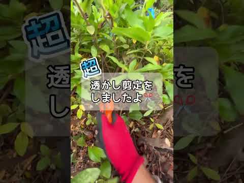 果樹の枝のサポート：庭師のためのヒントと効果的な方法  庭園