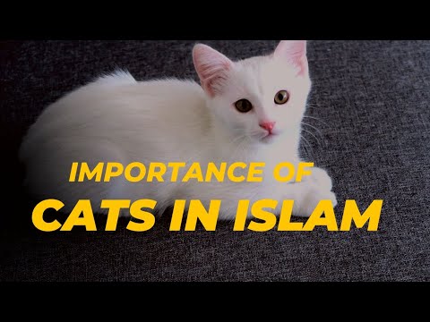 Cats in islam| importance of cat in islam #Islamicvideo #islam #cat #blessings #religion