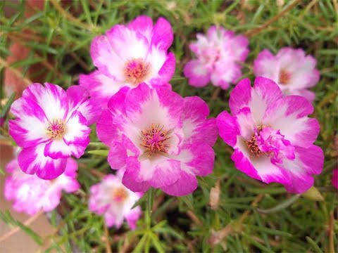 Safia  Pretty Princess - Portulaca Grandiflora..