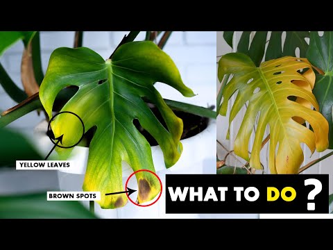 5 Reasons why your Monstera plant leaves turning yellow