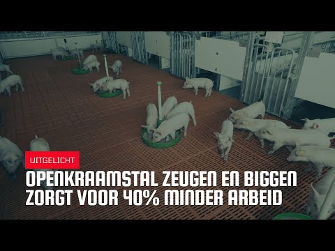 Uitgelicht | Open kraamstal zeugen en biggen zorgt voor 40% minder arbeid