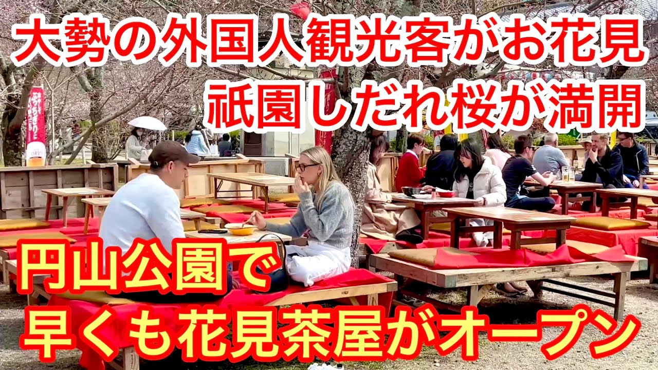 2026年3月26日 祇園しだれ桜🌸が満喫で大勢の外国人観光客がお花見 円山公園で早くも花見茶屋がオープン Weeping cherry trees in Maruyama Park