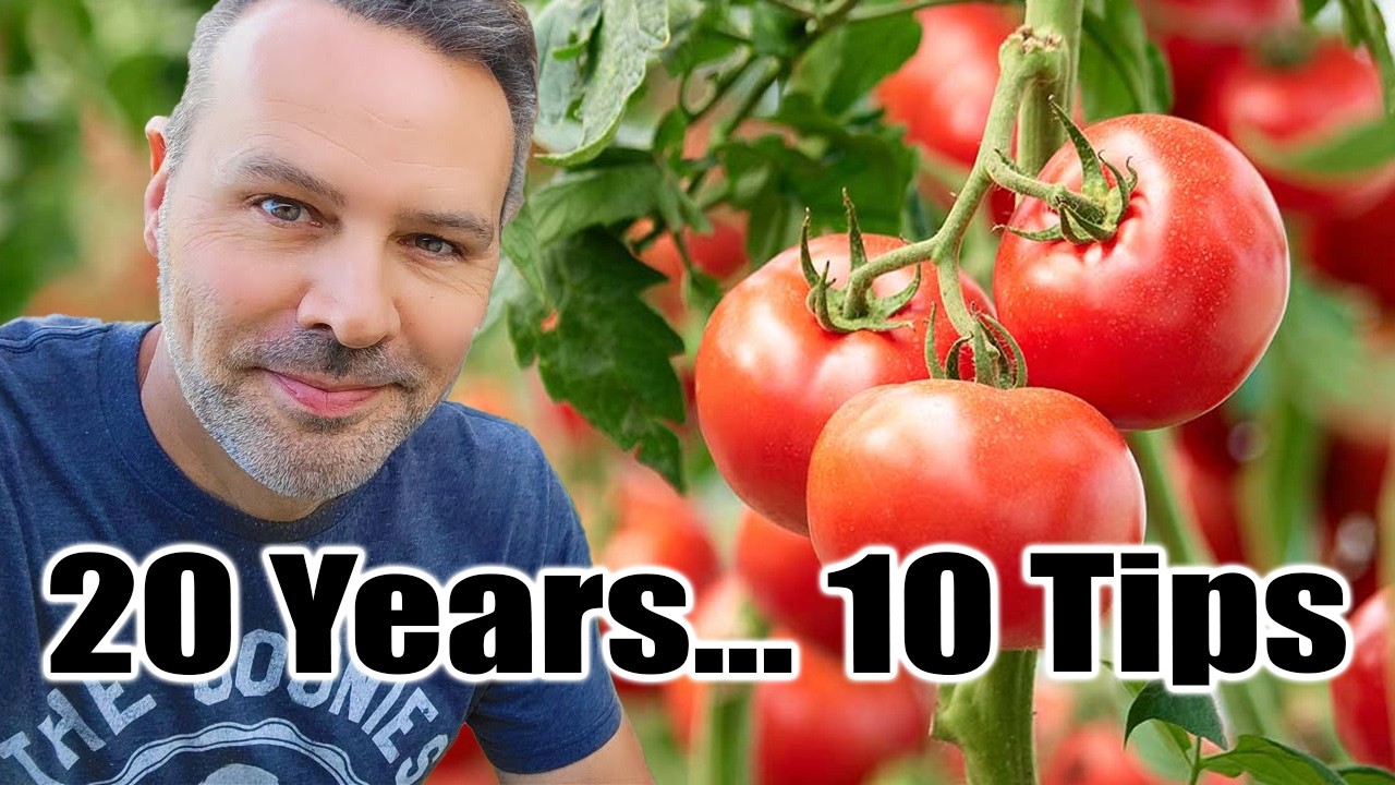 My TOP 10 TOMATO Growing Tips from 20 Years of Experience