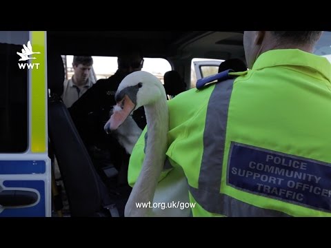 WWT Welney - Swan Rescues
