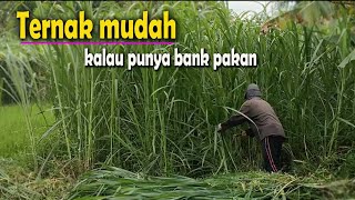 Download lagu Reducing livestock operational costs by planting Pakchong grass mp3 Download lagu Reducing livestock operational costs by planting Pakchong grass mp3