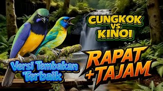 Download lagu Adu Tembakan Rapat,Cungkok vs Kinoi Masteran Terbaik Untuk Burung Juara || mp3 Download lagu Adu Tembakan Rapat,Cungkok vs Kinoi Masteran Terbaik Untuk Burung Juara || mp3