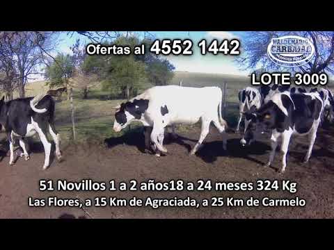 Lote 51 Novillos 1 a 2 años 48 HO - 2 HO/ HE - 1 KIWI 324 Kgkg -  en Las Flores, a 15 Km de Agraciada, a 25 Km de Carmelo