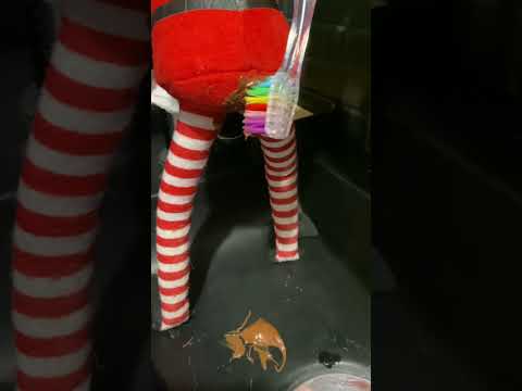 Les lutins farceurs sont de retour chez nous !! #lutin #lutinfarceur #lutindenoel #lutinsfarceurs