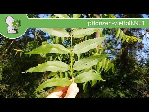 Gemeine Esche - Blatt/Blätter - 09.05.18 (Fraxinus excelsior) - Bäume (Blätter) bestimmen