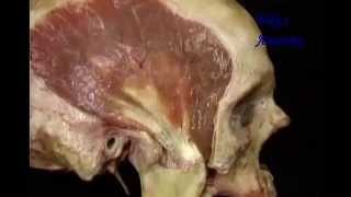 fiky anatomy - head and neck 2014