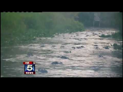 Alligators in South Georgia