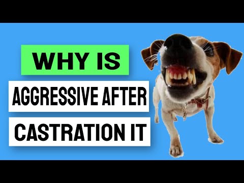 🐶¿WHY Is YOUR DOG AGGRESSIVE After CASTRATION IT?