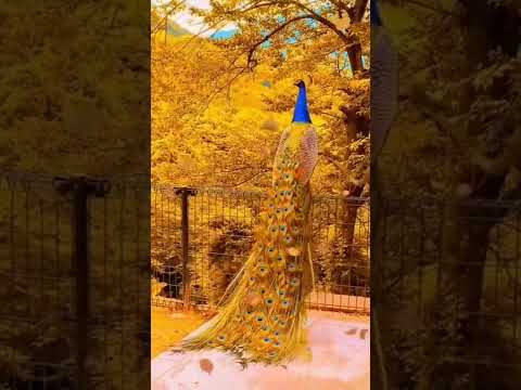 the yellow big 🦚peacocks | #peacock #nature #hashtags #shorts