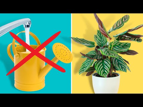 STOP Killing Your Plants With Tap Water